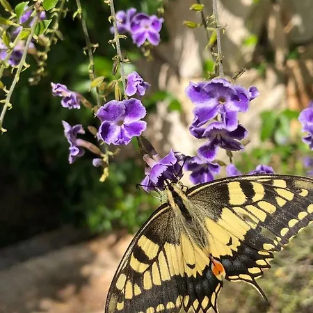 Masseria Trullo Sovrano Exclusive Bed & Breakfast Cisternino
